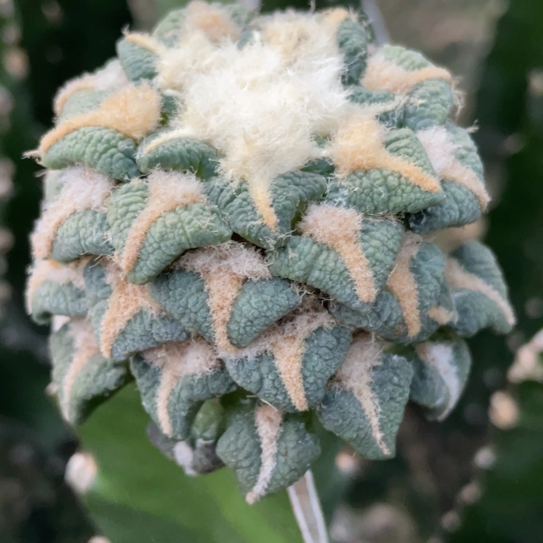全部花朵大犹黑牡丹 仙人球