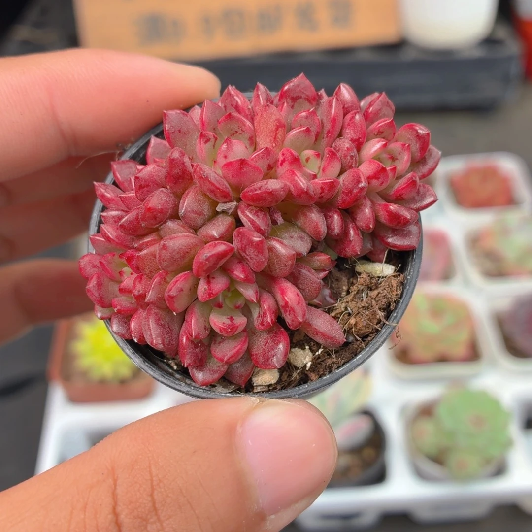 红宝石多肉9.9包邮发货