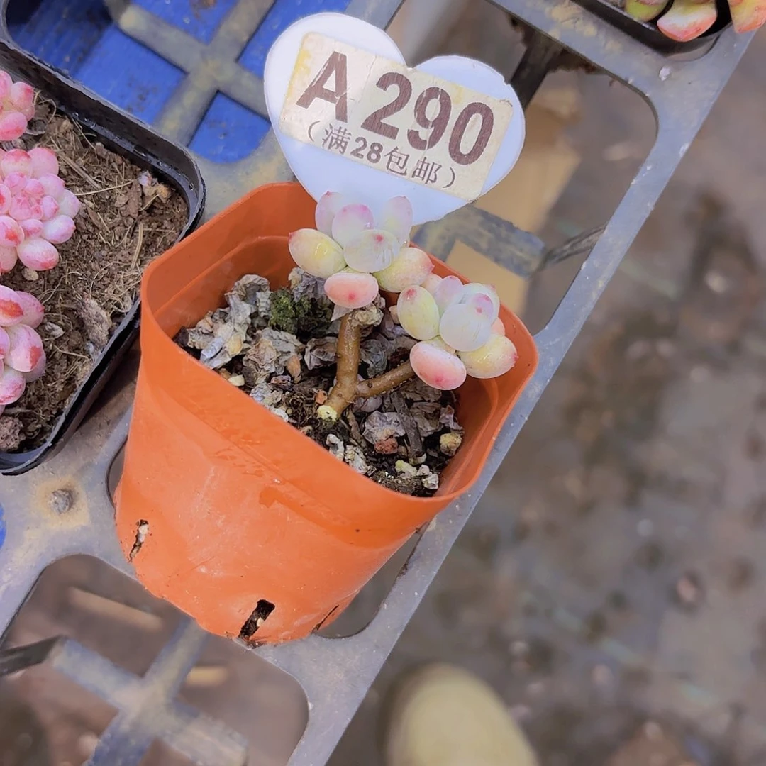 A290四代苹果奶一物一拍