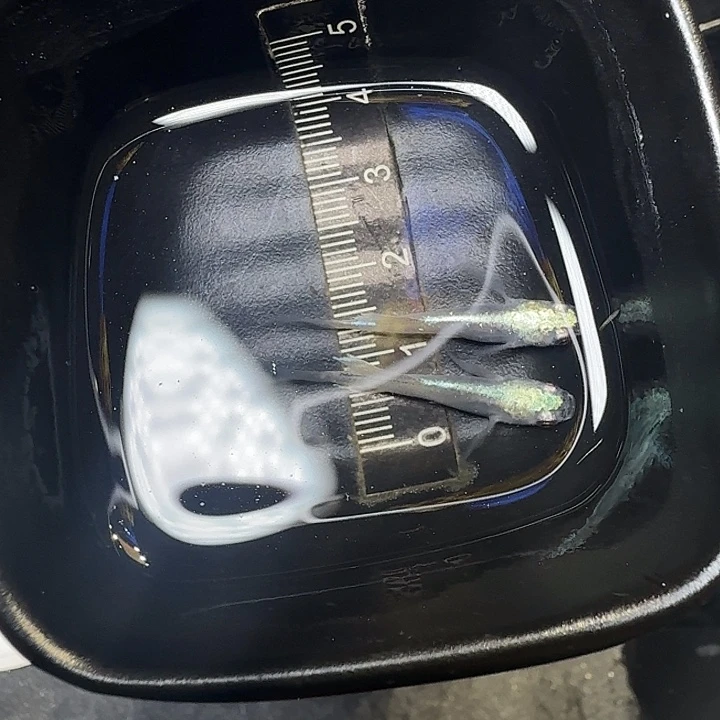 青鳉鱼70拍品长鳍青碟