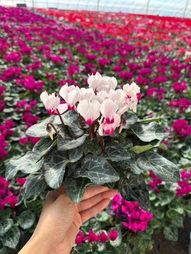 【维多利亚】（浓香）120盆 仙客来带花带花苞发货室内盆栽