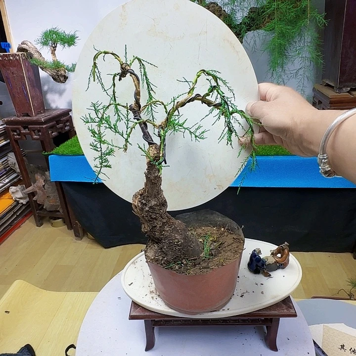 m****g三春柳柽柳的瀑布群