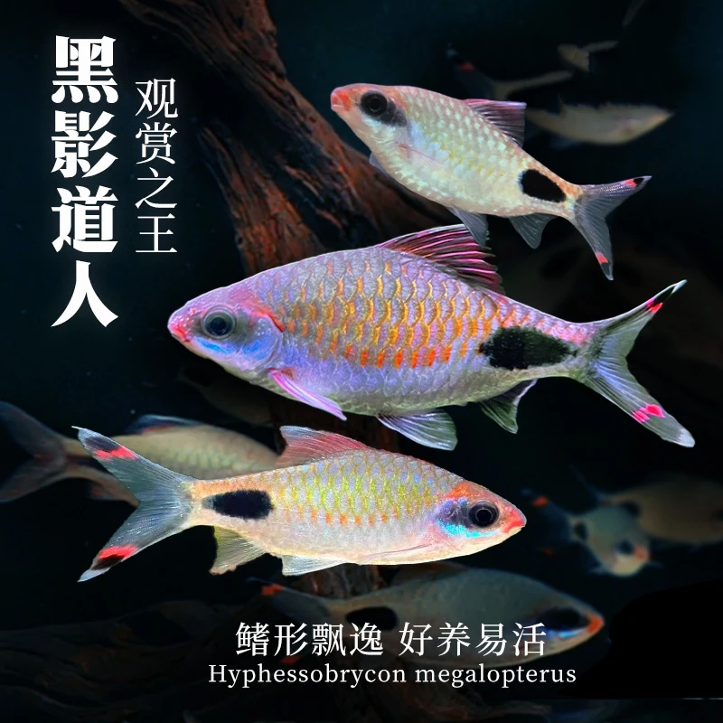 黑影道人鱼观赏鱼一眉道人鱼热带观赏鱼草缸群游鱼活体中高端灯鱼