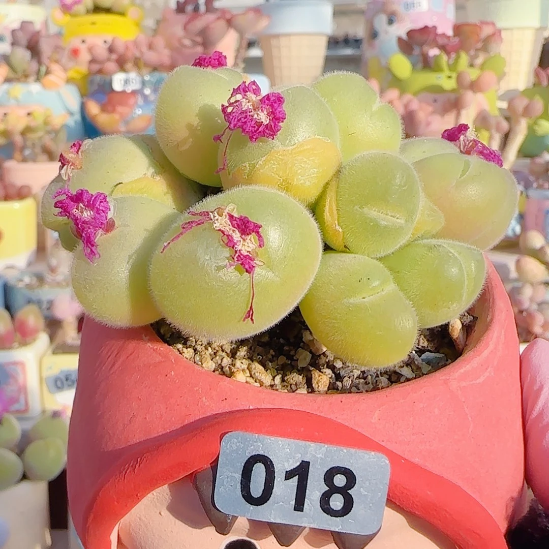 L 老桩毛翠 盆口6cm 微瑕