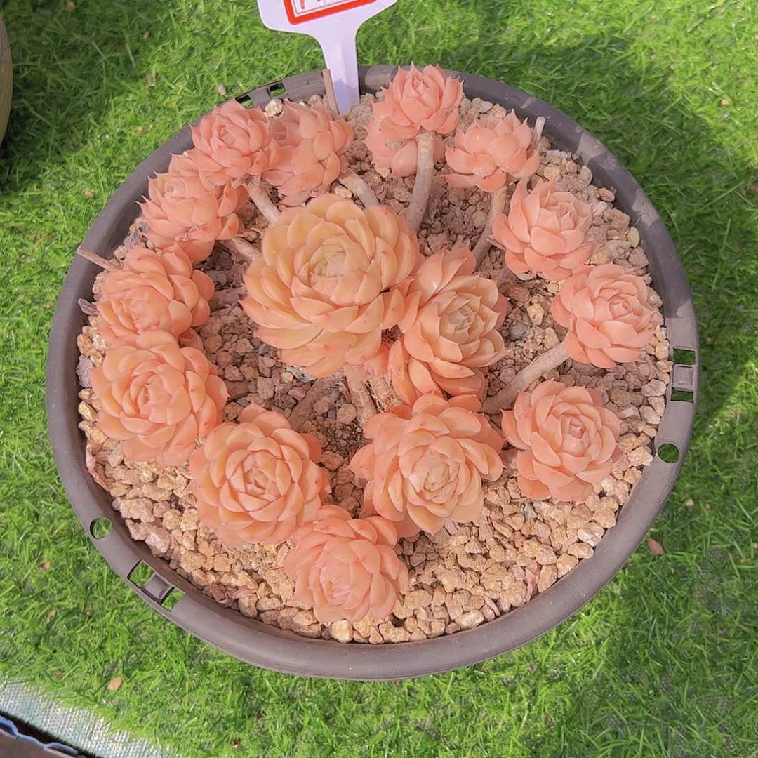 快**行A3昂斯诺100。。。