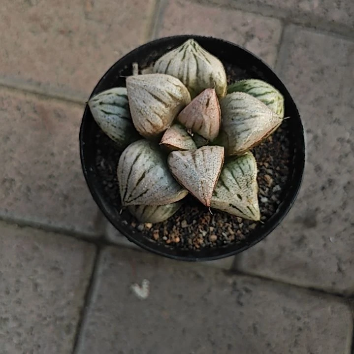 皇妃一颗多肉植物原盆土
