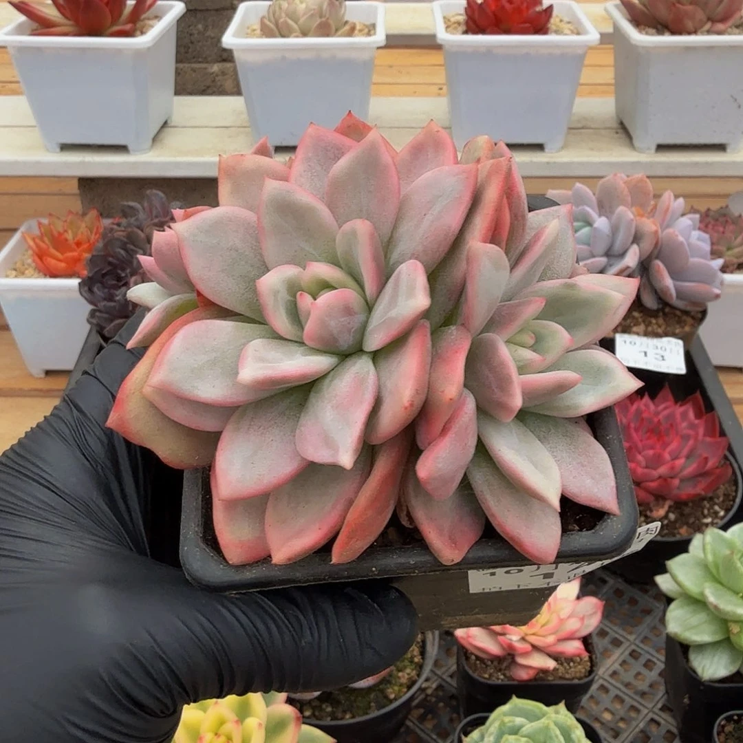 1030-14香槟锦群生