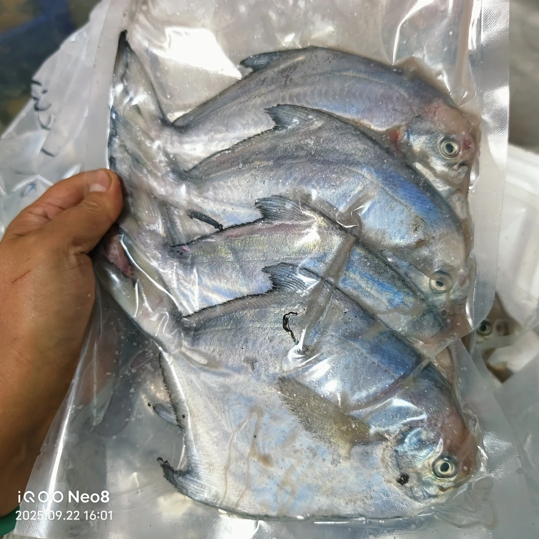 新鲜深海野生银鲳鱼顺丰包邮肉厚刺少鲜美