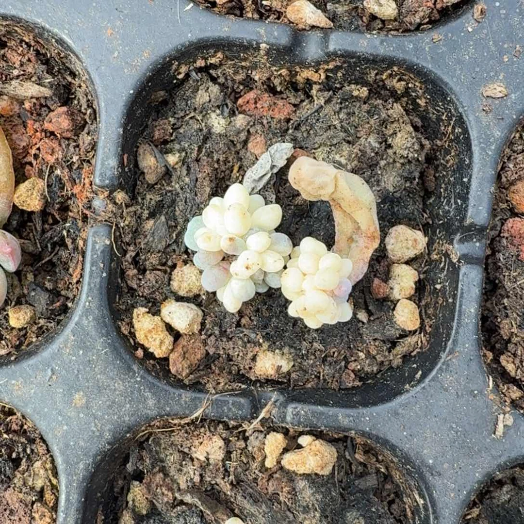 一组的推进的推进的推进