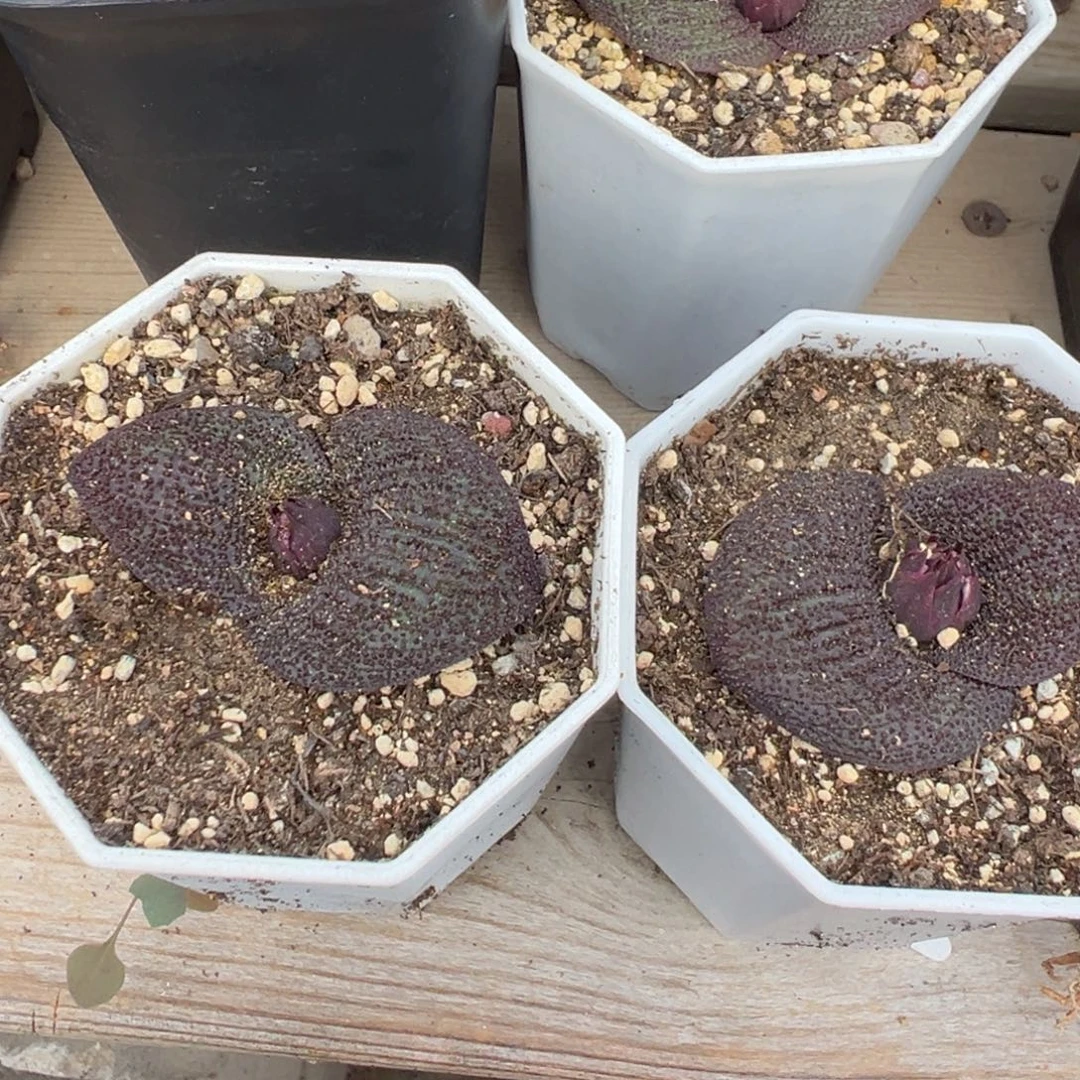 维***贝紫镜多肉植物带盆土