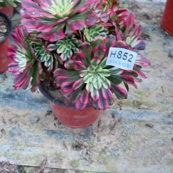 852舞天姬多肉植物