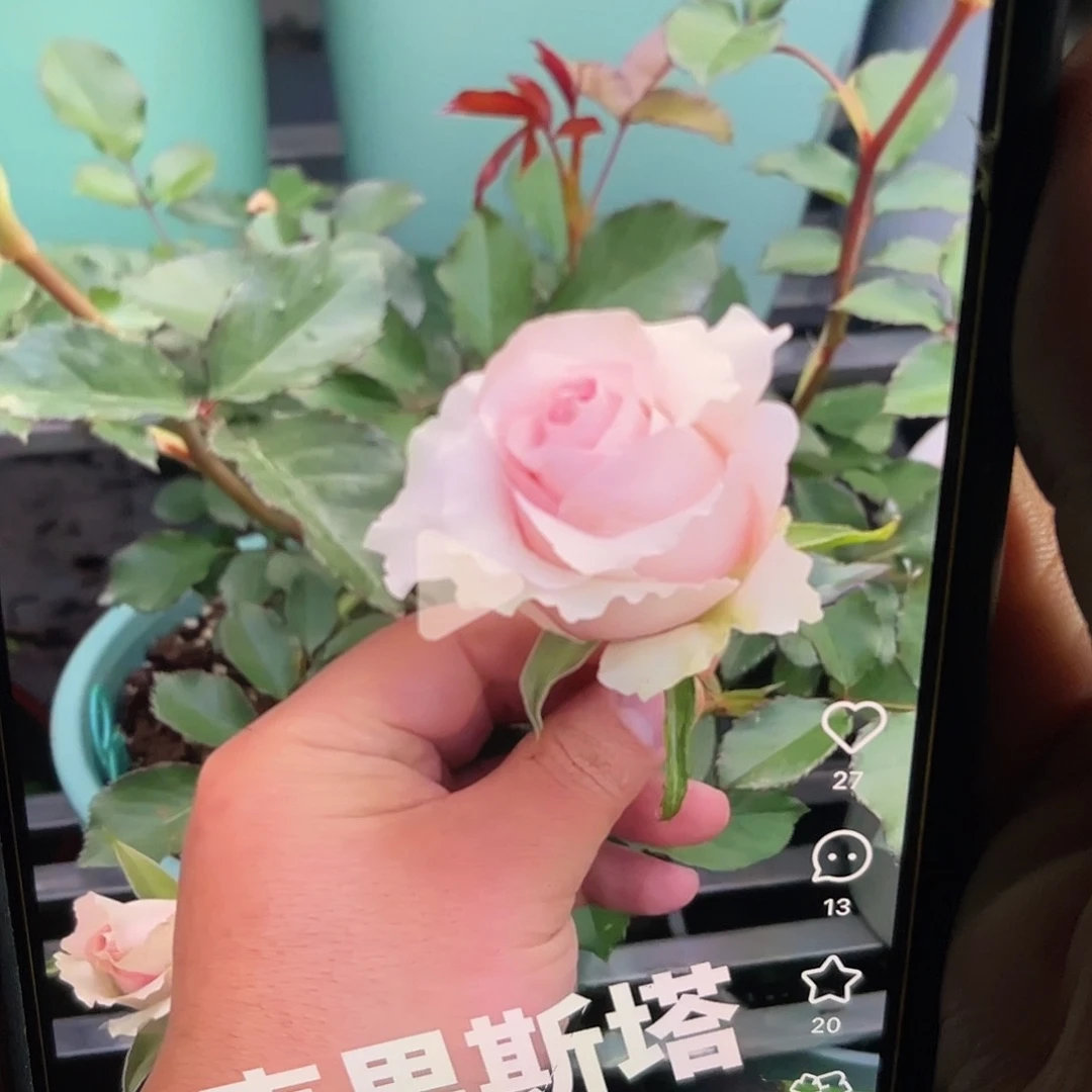 无花朵——-克里斯塔 福利款