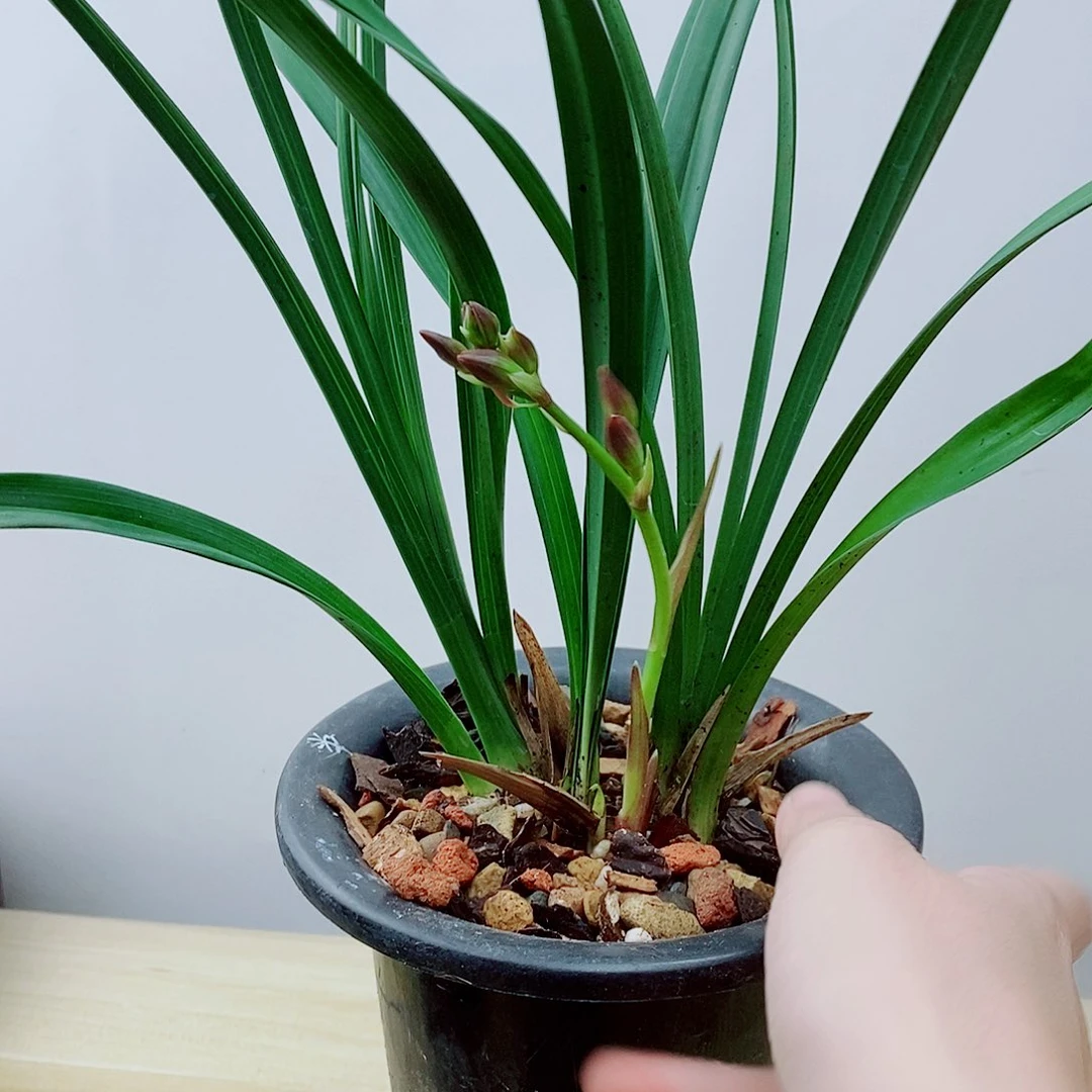 当前无花栽培后可以开花胭脂