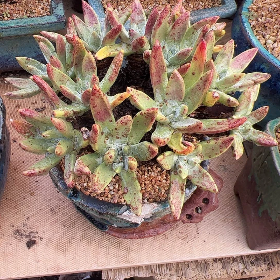 5328绿菊苹果叶仙女杯