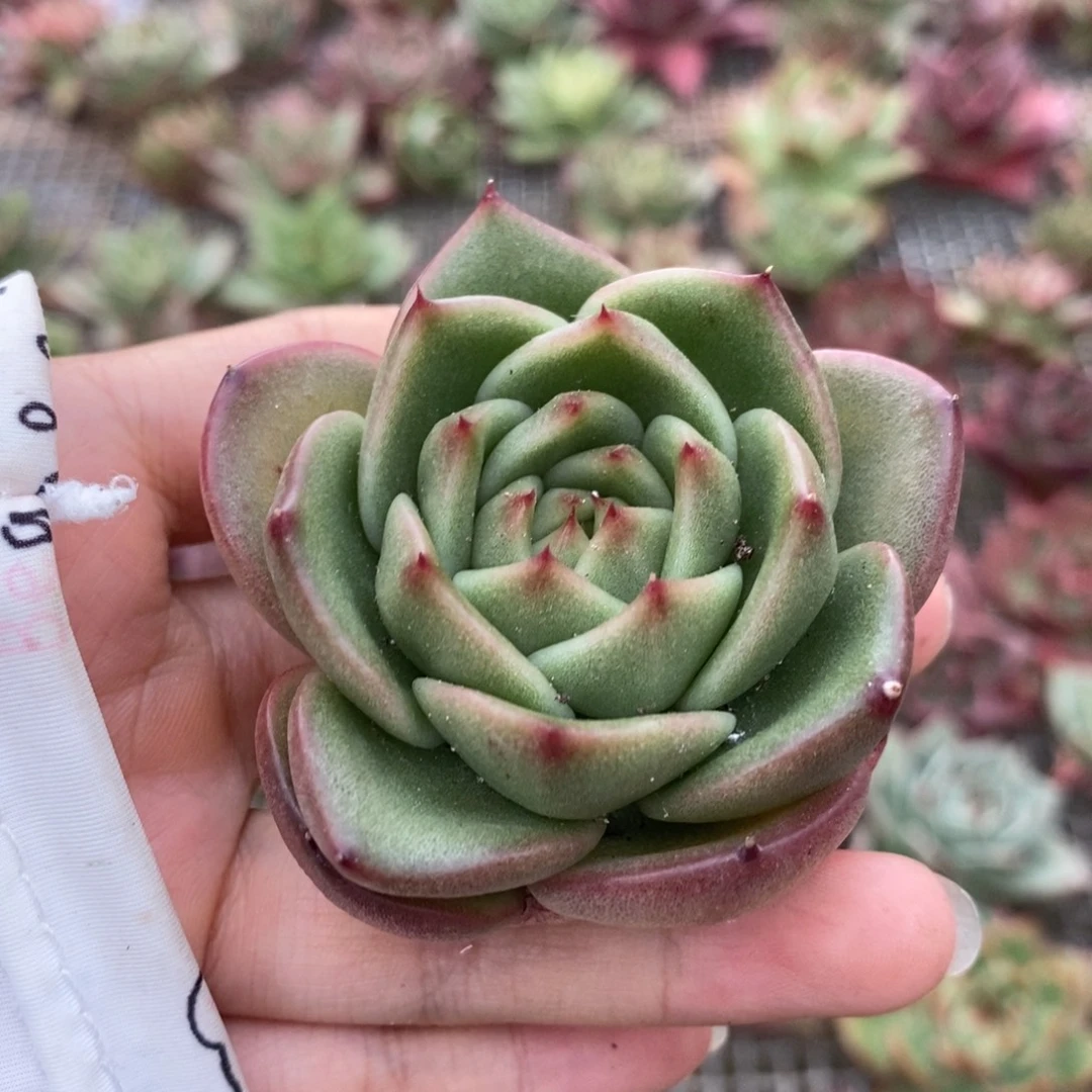 无花朵东云系多肉植物35包邮