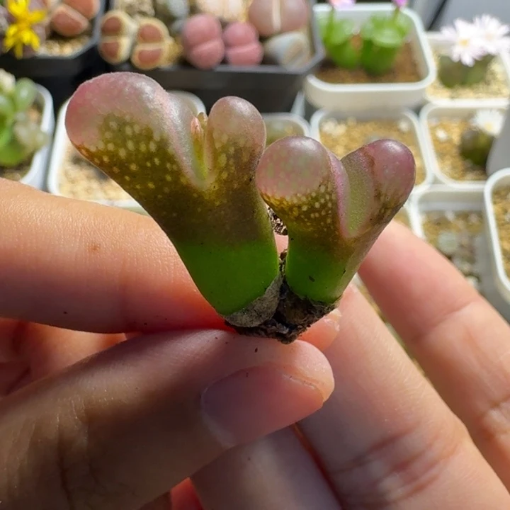 海***风多肉.............09.....