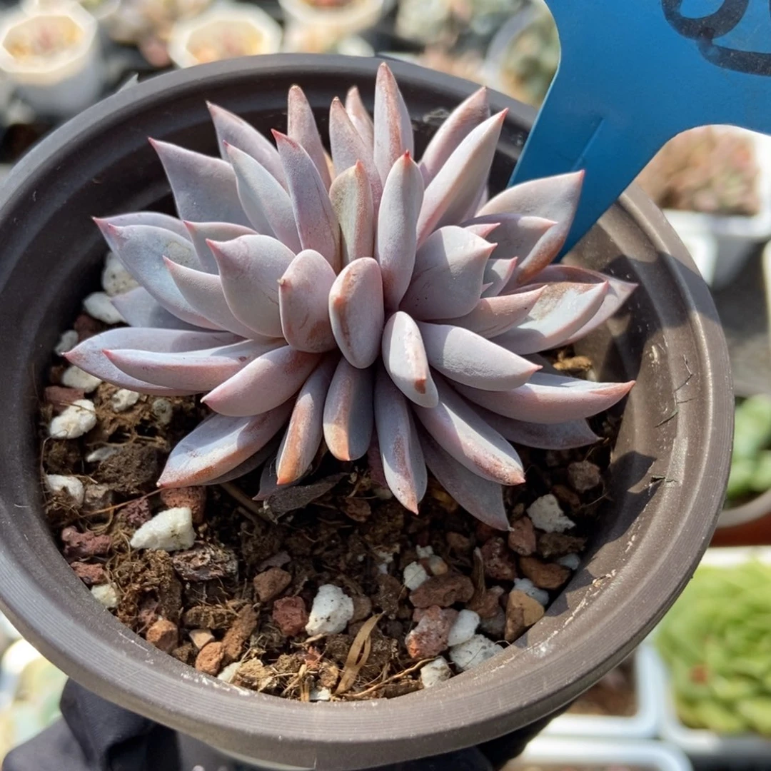 7065轻轨多肉植物保护