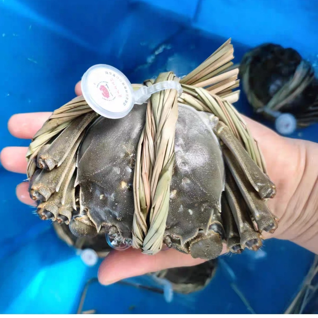 活蟹固城湖螃蟹2.8两母蟹4只