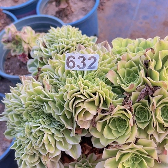 茹***儿多肉植物一个绿豆沙