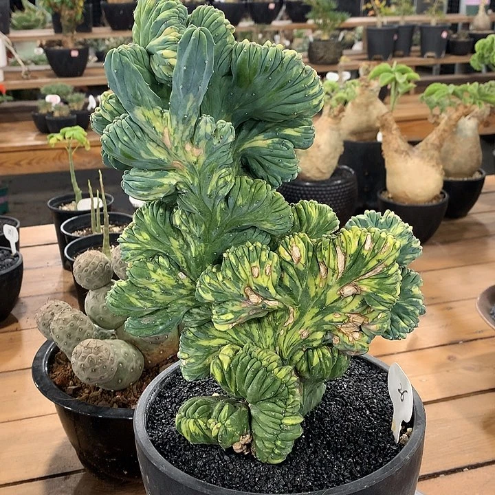 26龙神木移缀化66666666