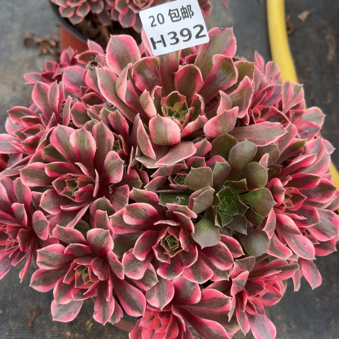 旺****392女妖，多肉法师