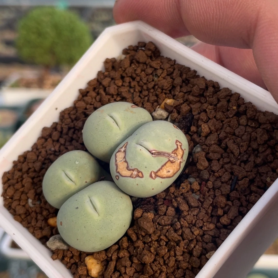 大型鸭嘴兽植物一物一拍