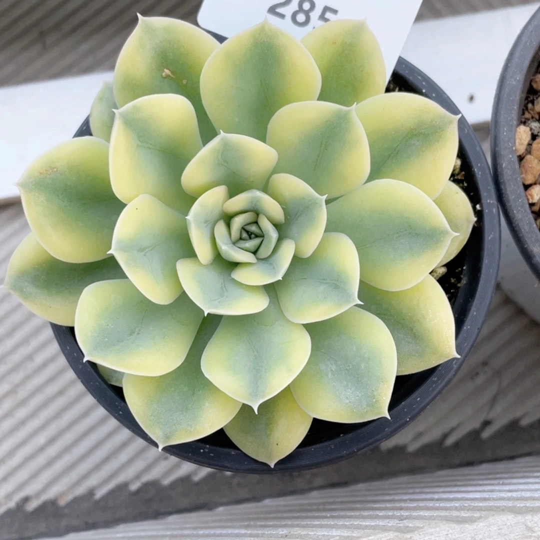 老*285号糖心冰心珍妮 月亮仙子黄锦