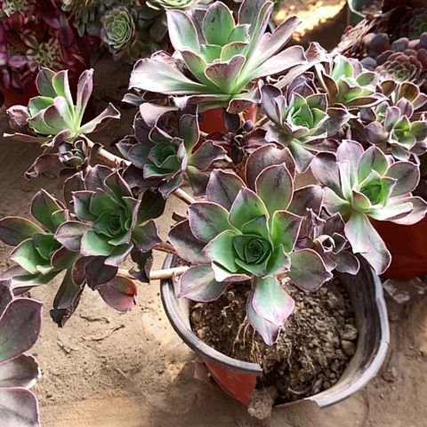 全部花朵红福玫瑰玫瑰