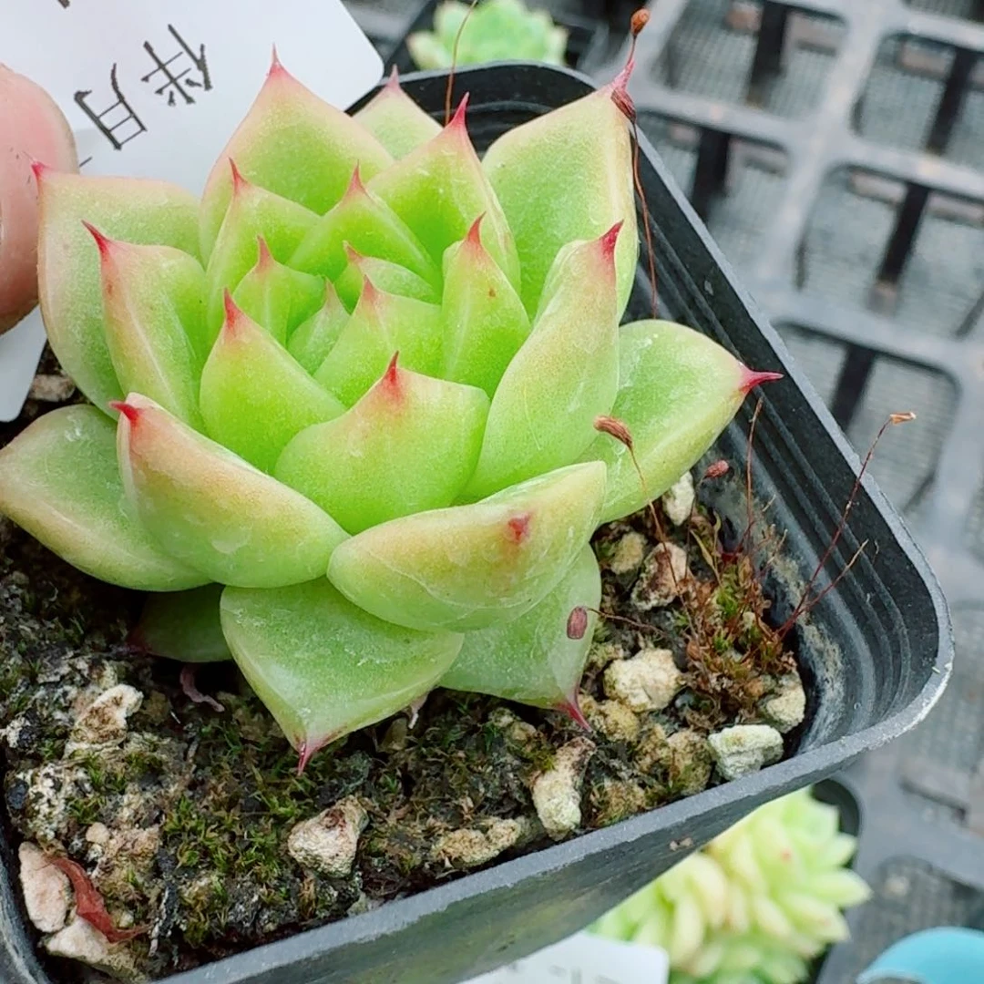 多肉杂交一物一拍左七21-142