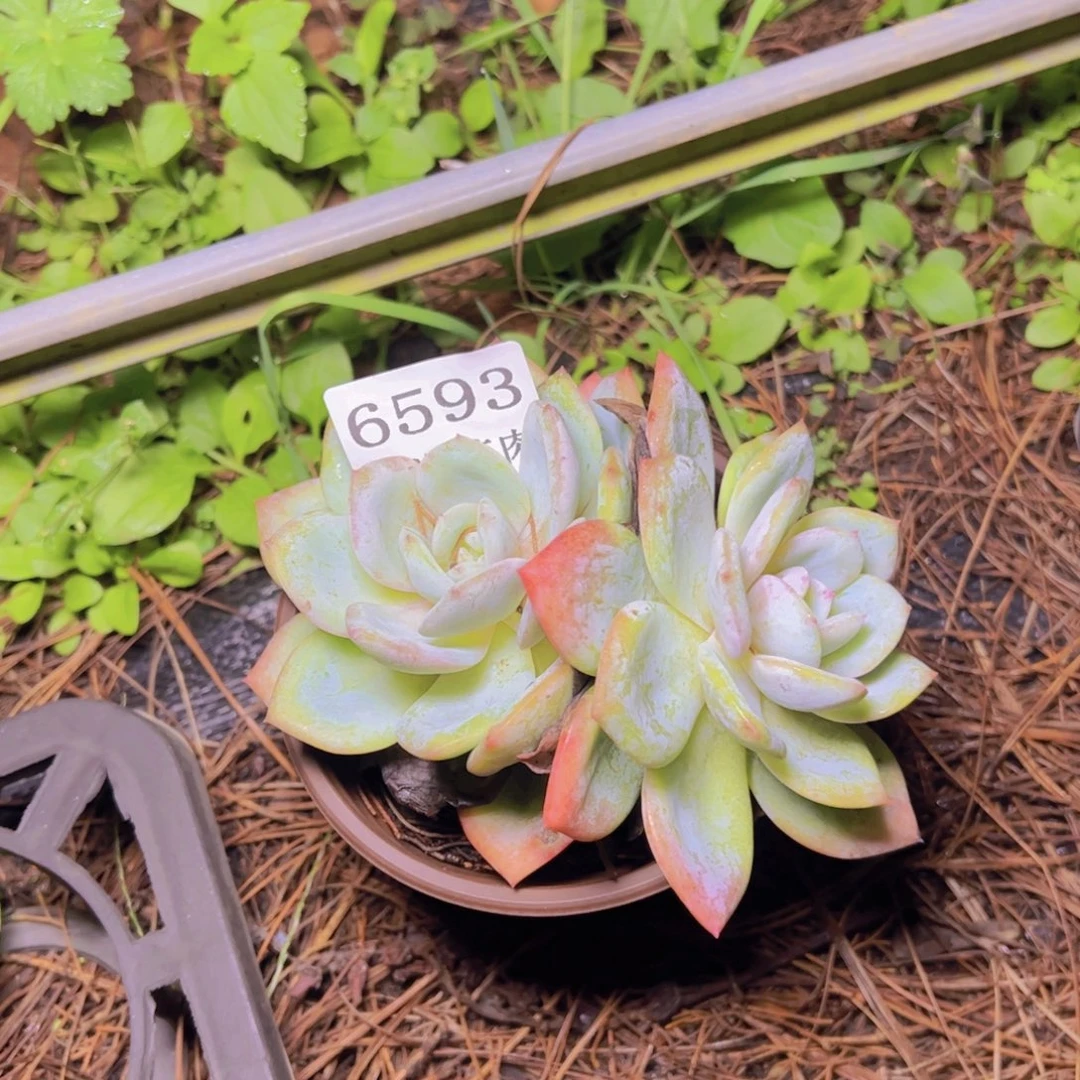 满***柴小凤橙6593多肉植物