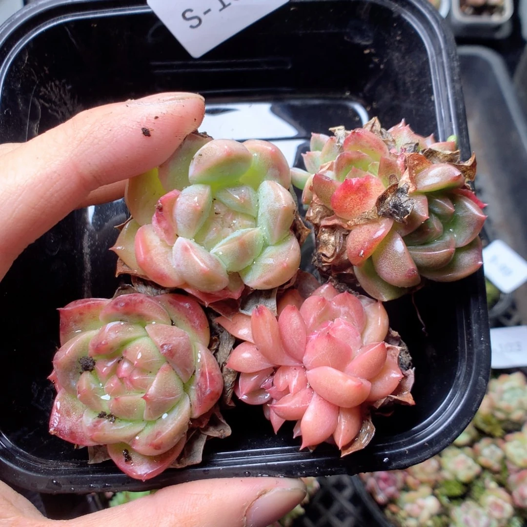 无花朵S106yyyyyyy