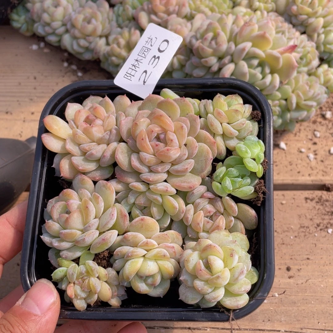 多肉植物多肉植物230