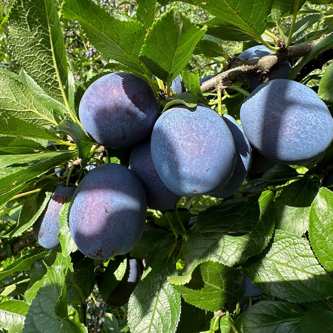 夕飞【西梅水果树苗】容器苗适合盆栽地栽庭院种植成活高果树果苗