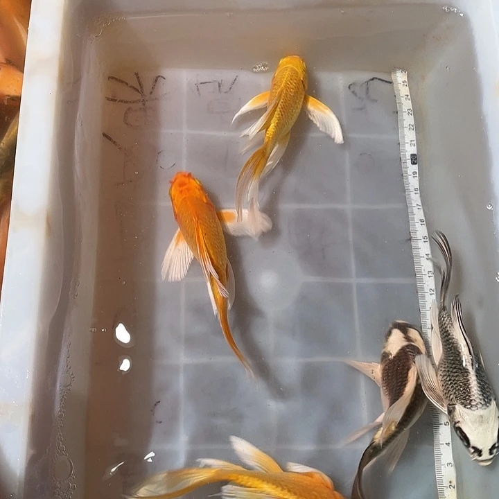 蝴蝶鲤鱼渔场直发05