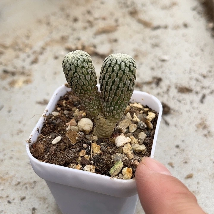 无花朵实生精巧殿仙人球