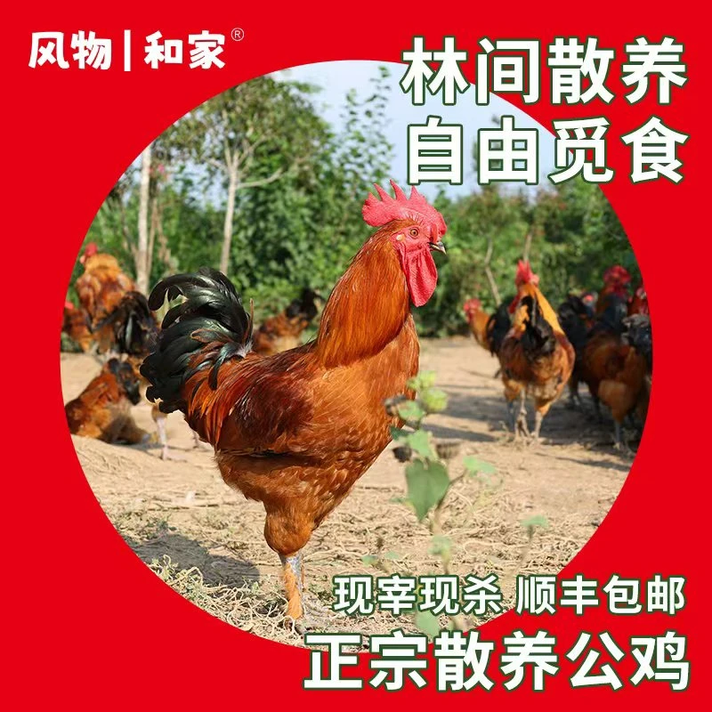 风物和家 正宗农家散养土鸡大公鸡玉米喂养200天农村笨鸡顺丰包邮