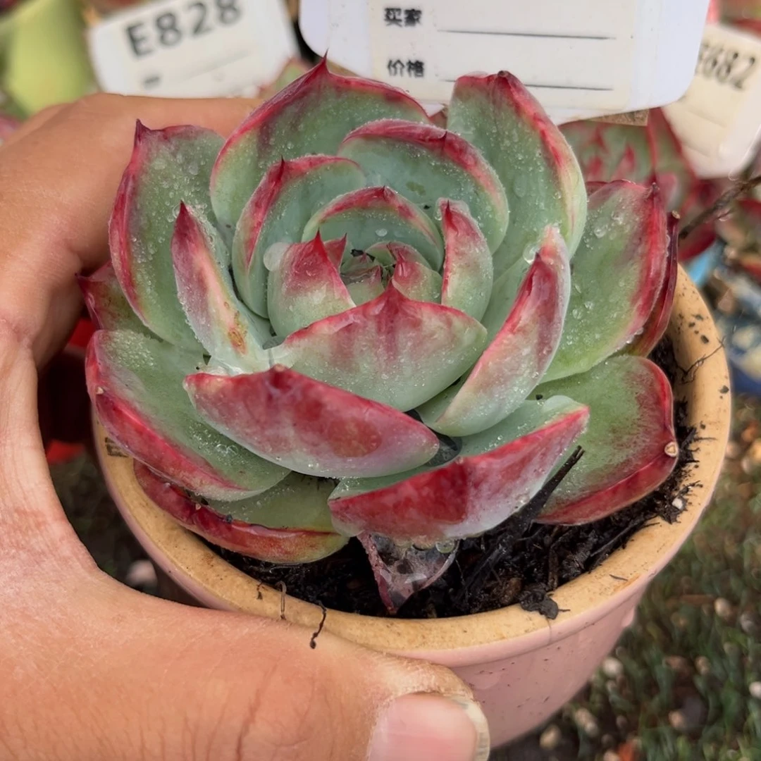 惊鸿一瞥716号多肉