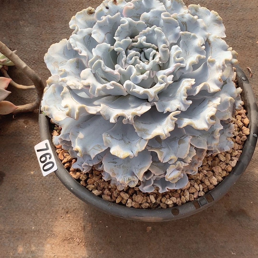 760饺子皮 一物一拍多肉