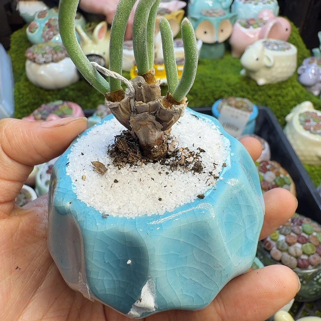 多肉植物开播福利1060