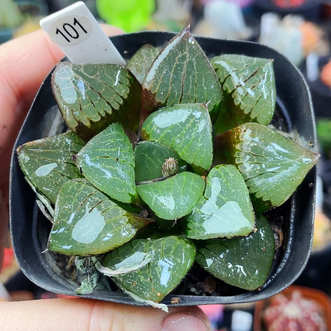 非偏远地区满25包邮仙人球