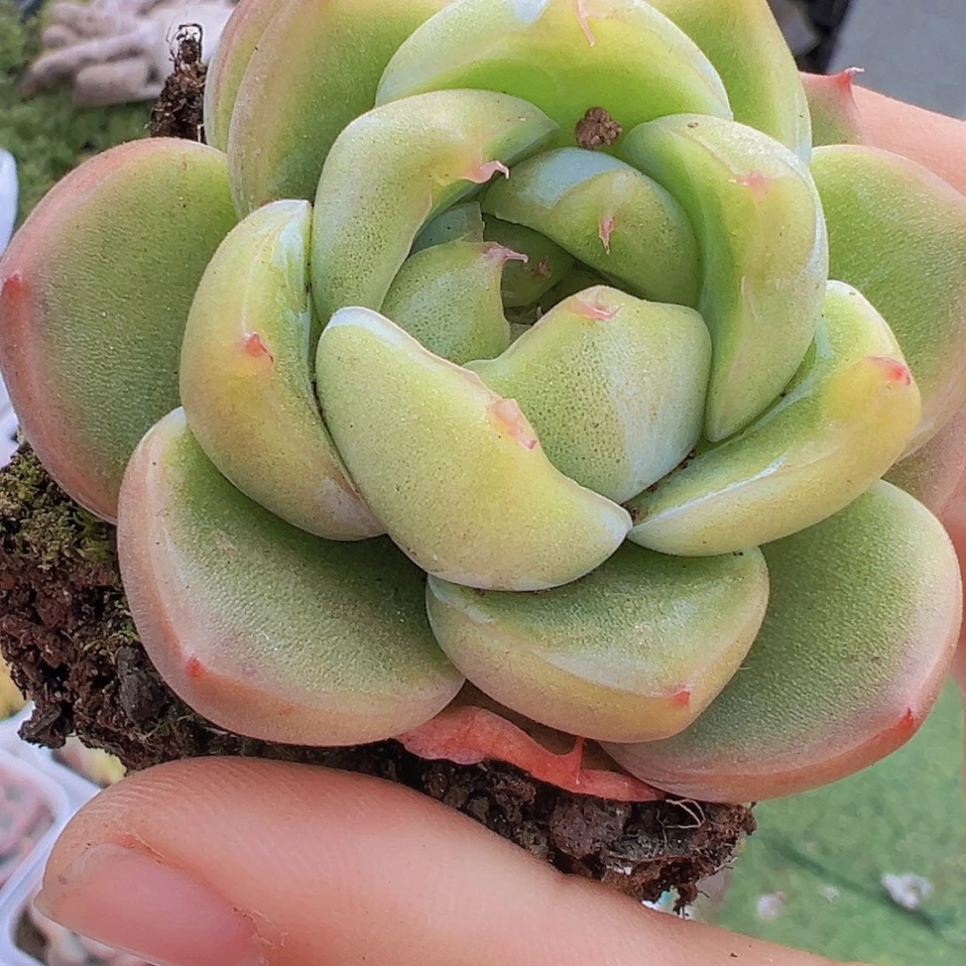 翡翠珍妮19包邮多肉