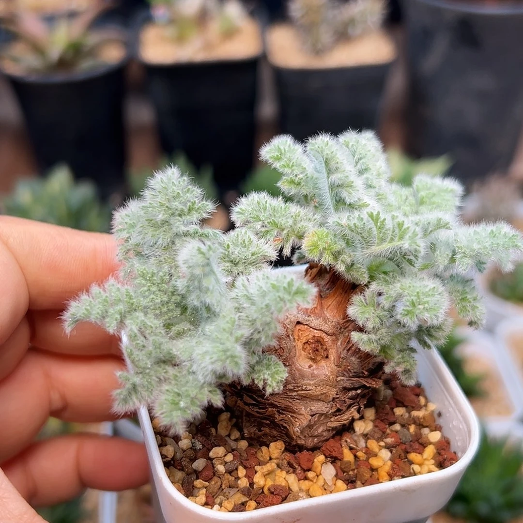 羽叶洋葵母本一颗