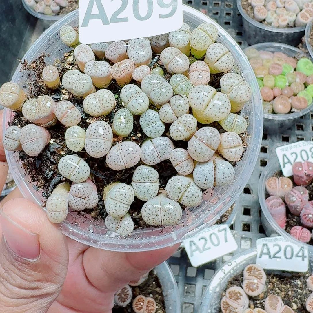 209多肉植物多肉植物