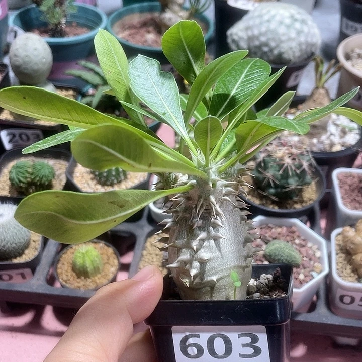 603西巴女王块根植物
