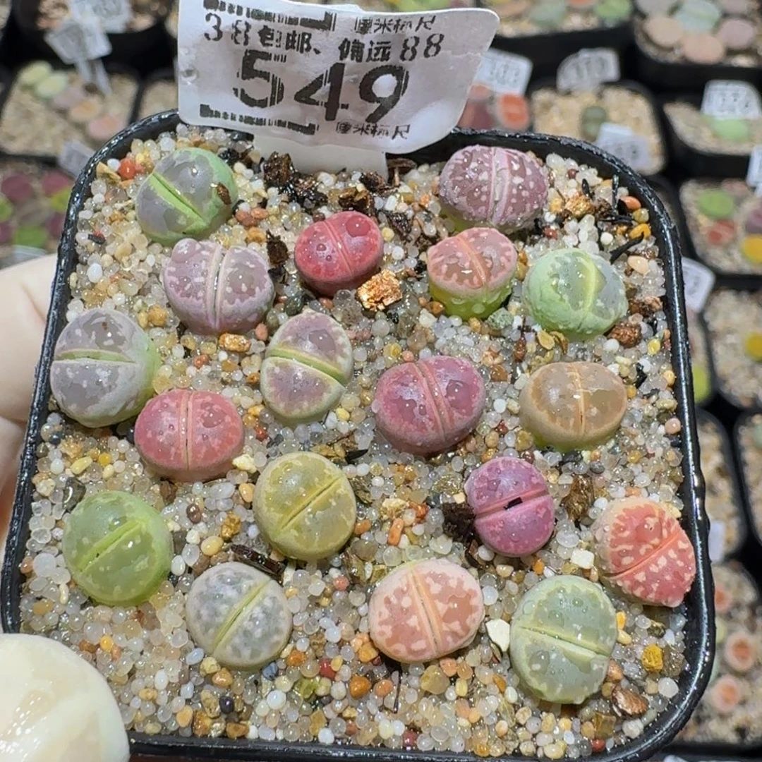 zzzz精品生石花549卡0.8