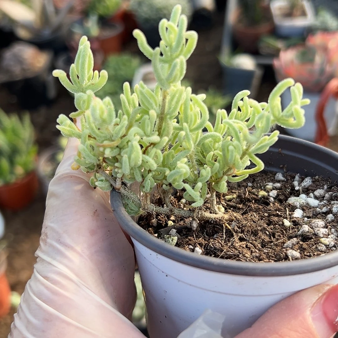 多肉植物冰晶枝干锦