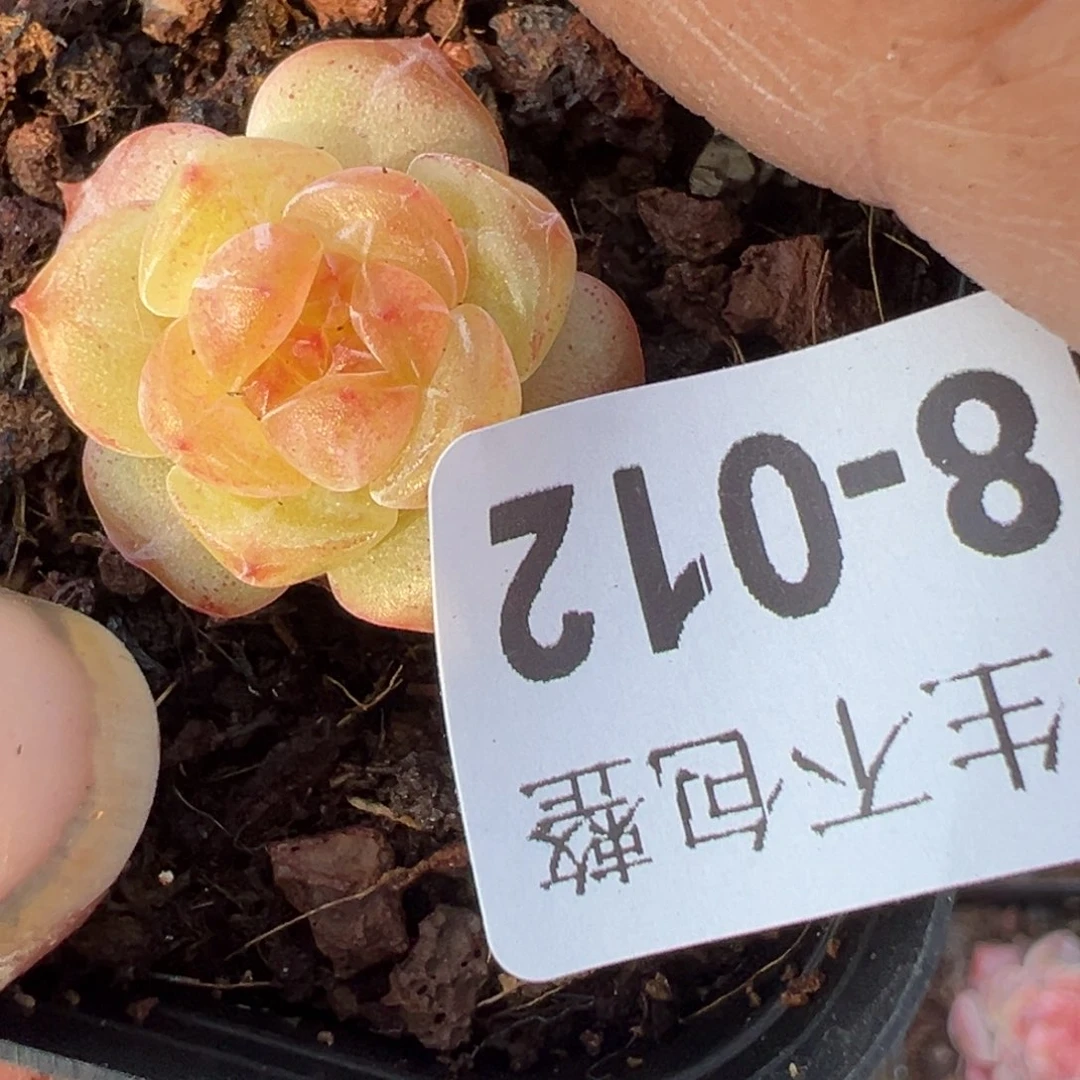 永****店小卡拉米糖心一物一拍18-12