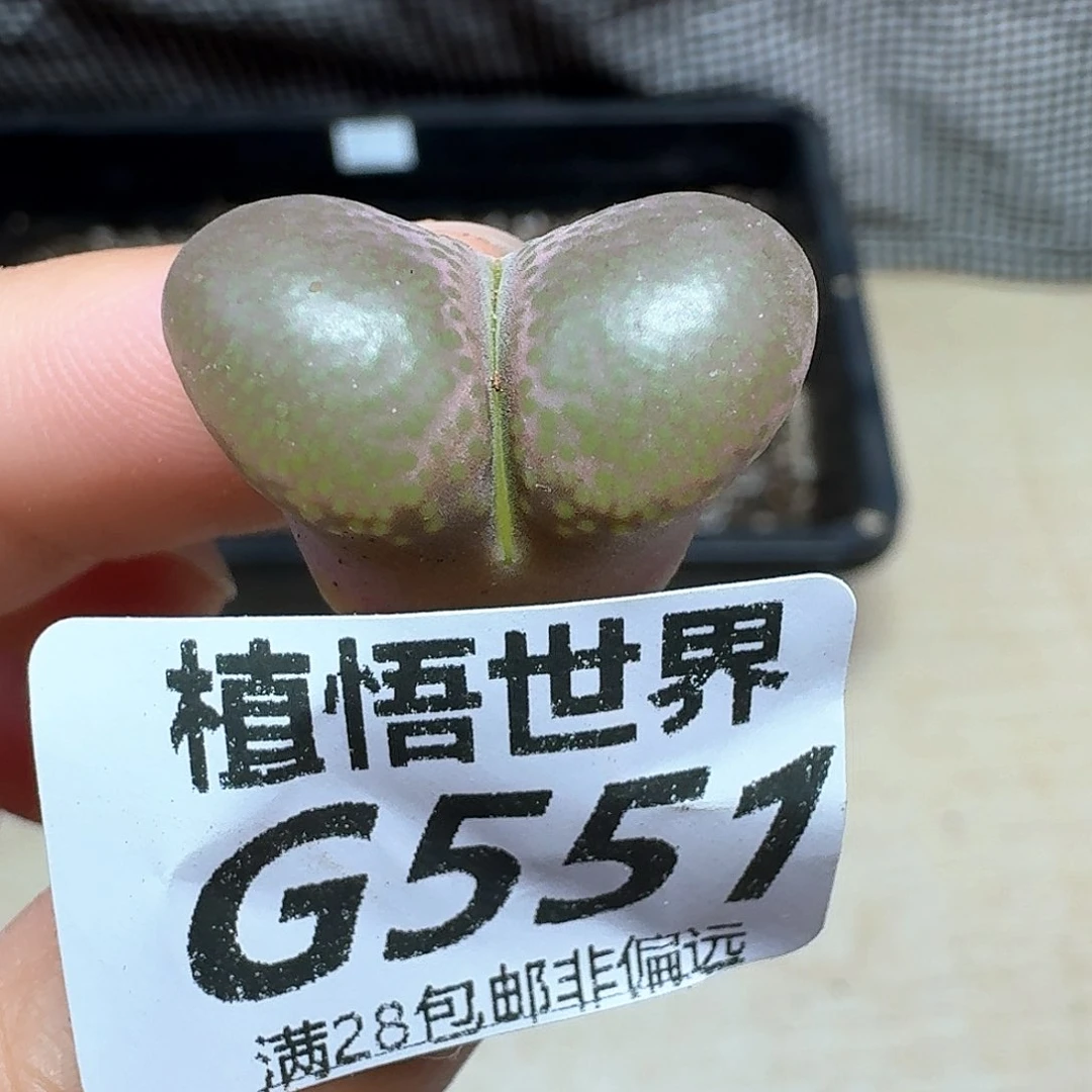 多肉植物的润泽额ff