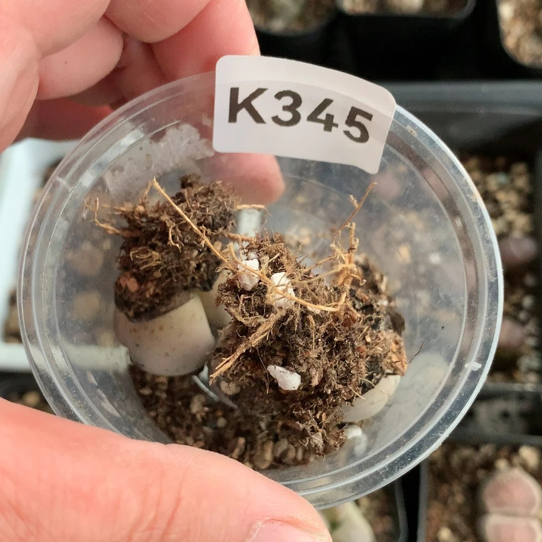 瓶**鱼K345多肉植物保护