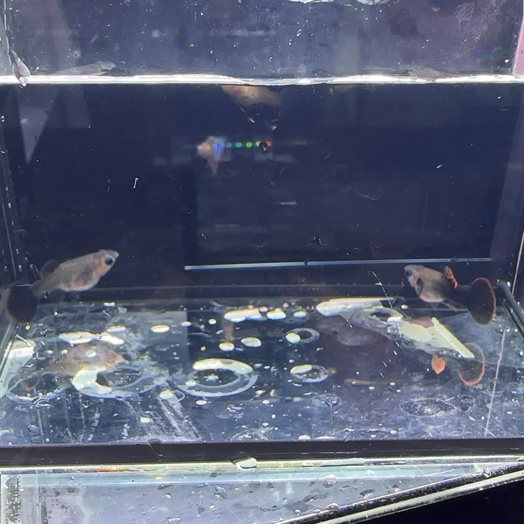孔雀鱼红龙玻璃猫一对